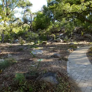 Wooded Dell, newly planted trees