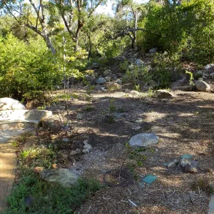 Wooded Dell, newly planted trees