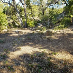 Wooded Dell, newly planted trees