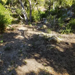 Wooded Dell, newly planted trees