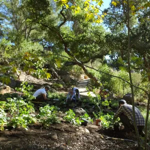 Wooded Dell, Heuchera planting