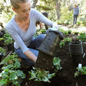 Wooded Dell, Heuchera planting