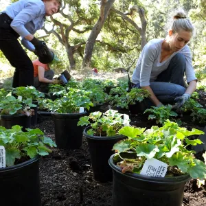 Wooded Dell, Heuchera planting, Garden Club of Santa Barbara volunteer