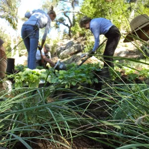 Wooded Dell, Heuchera planting, Garden Club of Santa Barbara volunteer