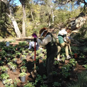 Wooded Dell, Heuchera planting, Garden Club of Santa Barbara volunteers