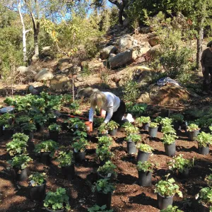 Wooded Dell, Heuchera planting, Garden Club of Santa Barbara volunteers
