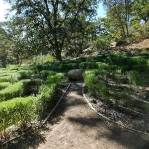 Centennial Maze