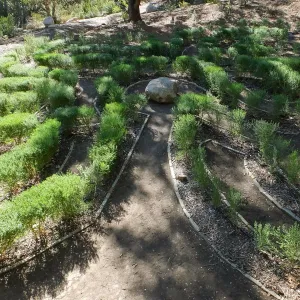 Centennial Maze