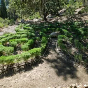 Centennial Maze