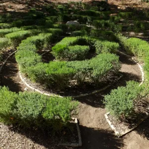 Centennial Maze