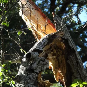 Broken branch on oak tree weakened by Jesusita Fire