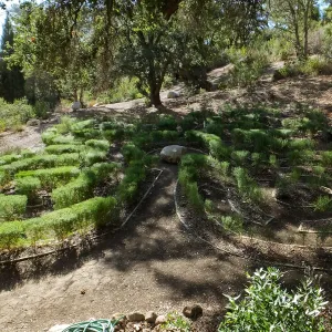 Centennial Maze