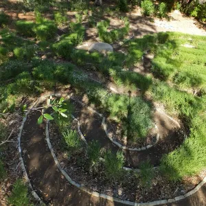 Centennial Maze