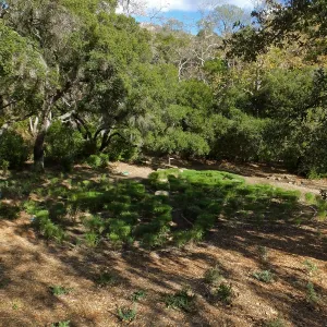 Centennial Maze