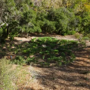 Centennial Maze