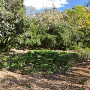 Centennial Maze