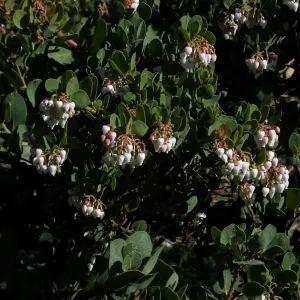 Arctostaphylos glauca ‘Canyon Blush’