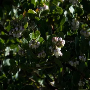 Arctostaphylos glauca ‘Canyon Blush’