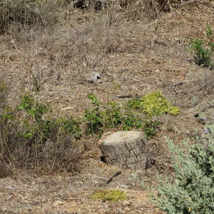 Triangle planting, Ceanothus thyrsiflorus, dwarf varieagated