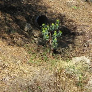 Euphorbia in Triangle planting