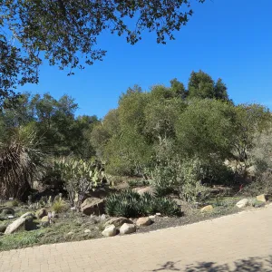 Desert Section