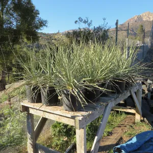 Hort Nursery, Nolina parryi