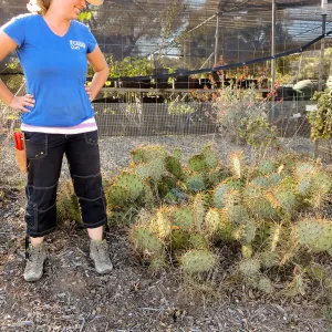 Hort Nursery, Heather Wehnau, Opuntia (Prickly-pear)