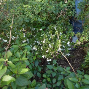 Naiman Garden, 2014 Native Garden Tour