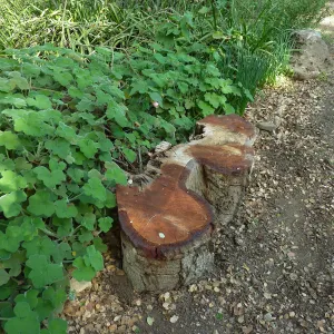 Naiman Garden, 2014 Native Garden Tour