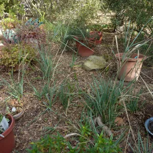 Naiman Garden, 2014 Native Garden Tour