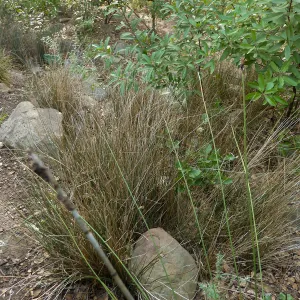 Naiman Garden, 2014 Native Garden Tour