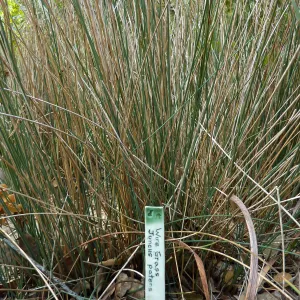Naiman Garden, 2014 Native Garden Tour
