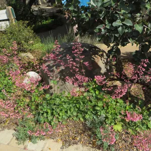 Heuchera â€˜Wendy' in the Meadow