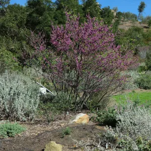 Cercis occidentalis in the Meadow
