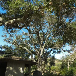 Oak tree (Coastal Live Oak) at Lockwood de Forest Kiosk