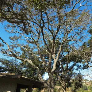 Oak tree (Coastal Live Oak) at Lockwood de Forest Kiosk