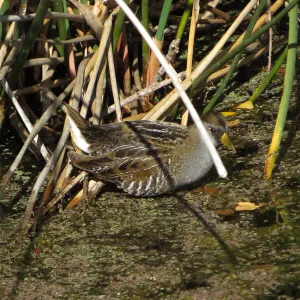 Sora Rail in the Garden Pond