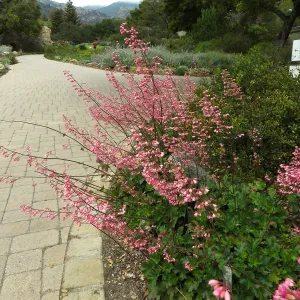 Heuchera Wendy at courtyard entrance