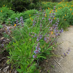 Salvia Daras Choice in the Groundcover Display