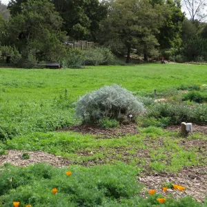 Eriophyllum nevinii cv. Canyon Silver in the west side Meadow border