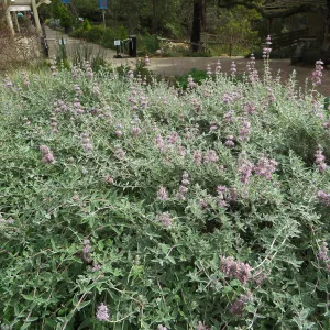 Salvia (Sage) Tilden Prostrate 