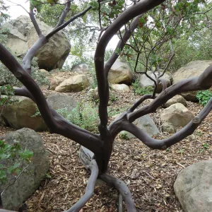 Manzanita trunk