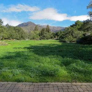 Meadow wildflower germination