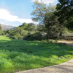 Meadow wildflower germination