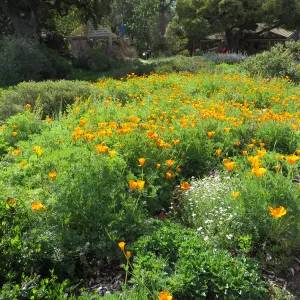 Poppies in Ground Cover display