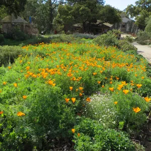 Poppies in Ground Cover display