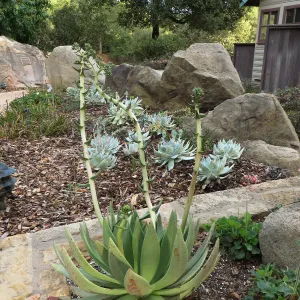 Dudleya ingens, Cottage garden