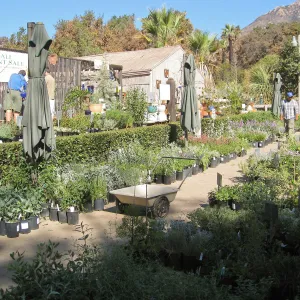 2009 Fall Plant Sale set-up