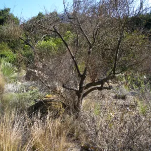 Paloverde (dead) before removal from Desert Section