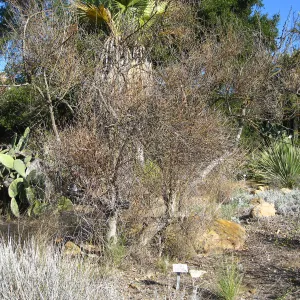 Paloverde (dead) before removal from Desert Section
